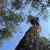 How Forests Think - Image 11