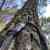 How Forests Think - Image 5